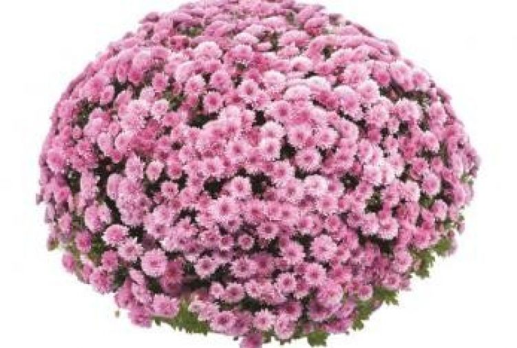 Sadzonka chryzantema wszystkich świętych 2szt