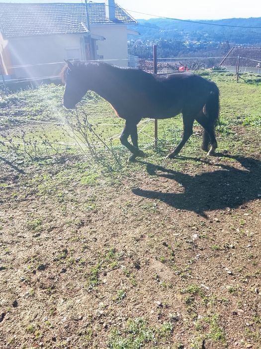 Cavalo macho de raça Garrano com cavalo inglês