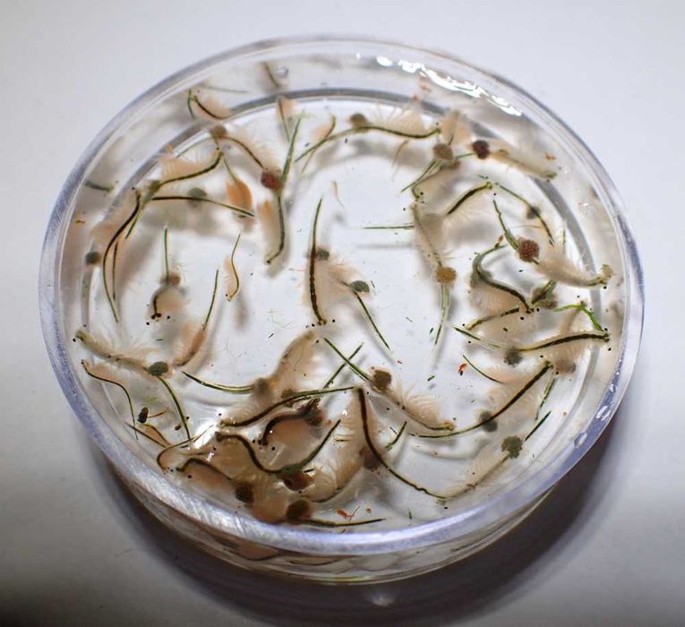 Żywy solowiec  (Artemia) - akwarium morskie.  Duży lub mały.