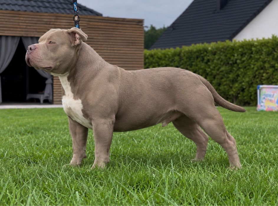 Samiec American bully ABKC