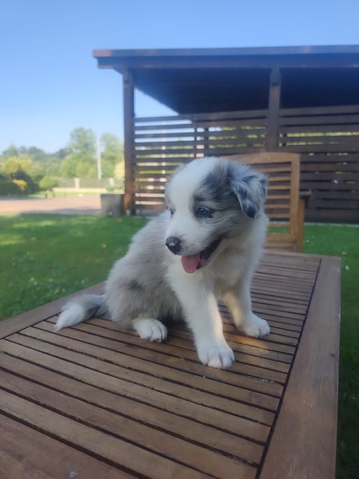 Border Collie Blue Merle Niebieskie oczy do rezerwacji