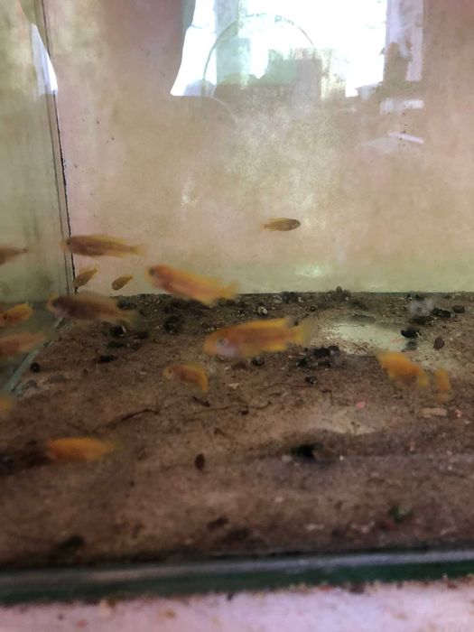 Pyszczaki Saulosi 1.5cm malutkie