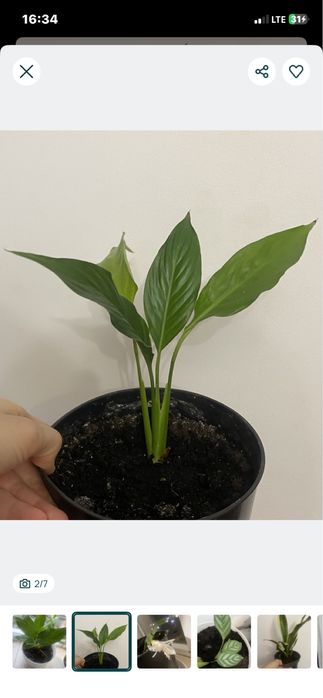 Продам вазон спатифілум