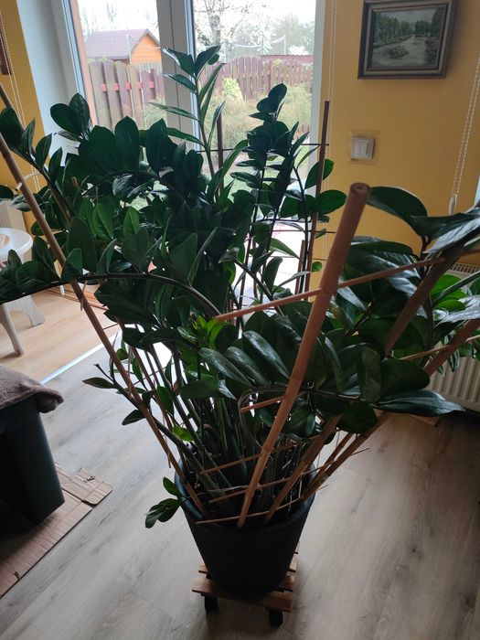 Sprzedam zamioculcas doniczkowy