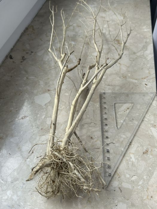Korzeń do akwarium terrarium DIY ozdoba drzewko