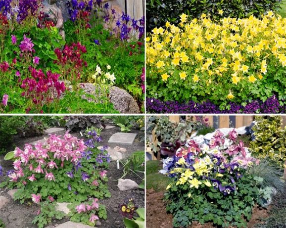 Аквилегия в ландшафтном дизайне фото Аквилегия в ландшафтном дизайне фото