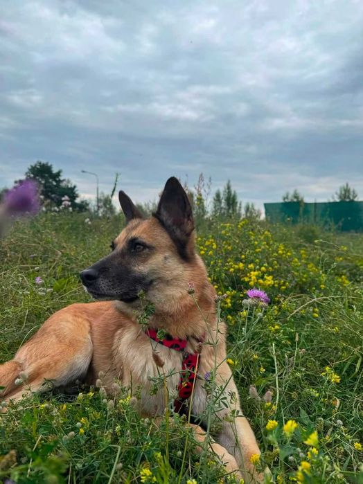 Bryza czeka na domek !!