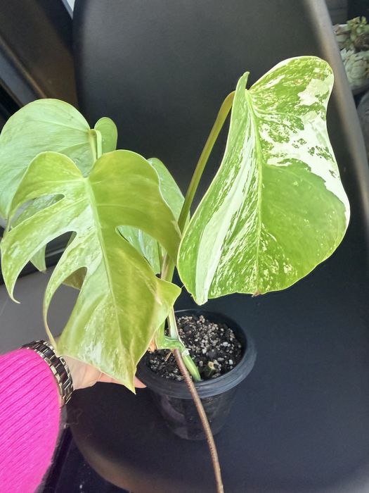 Monstera variegata