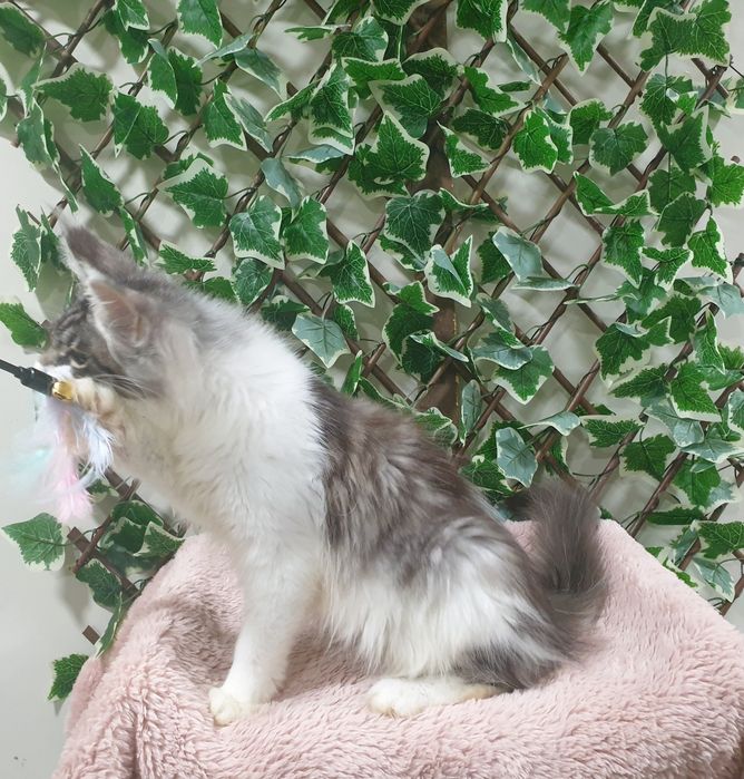 Fêmea Maine Coon com pedigree