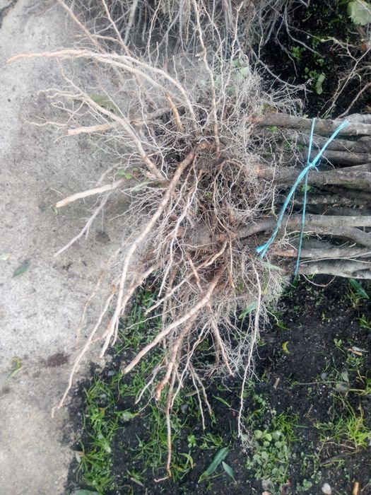 Amendoeiras enxertadas em GF 677