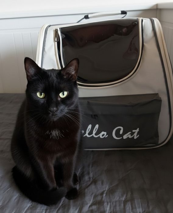 Mochila para transportar gato ou cão