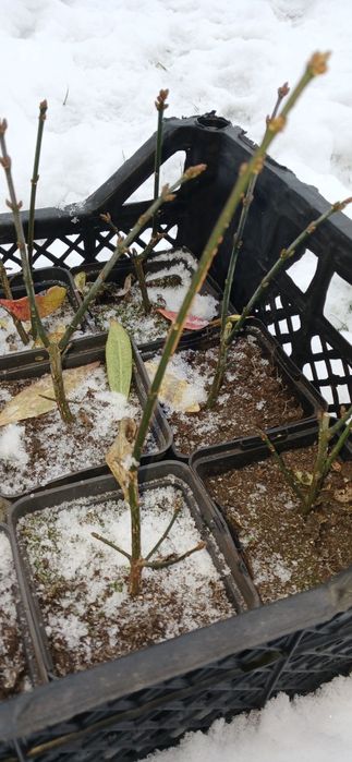 Бересклет крилатий