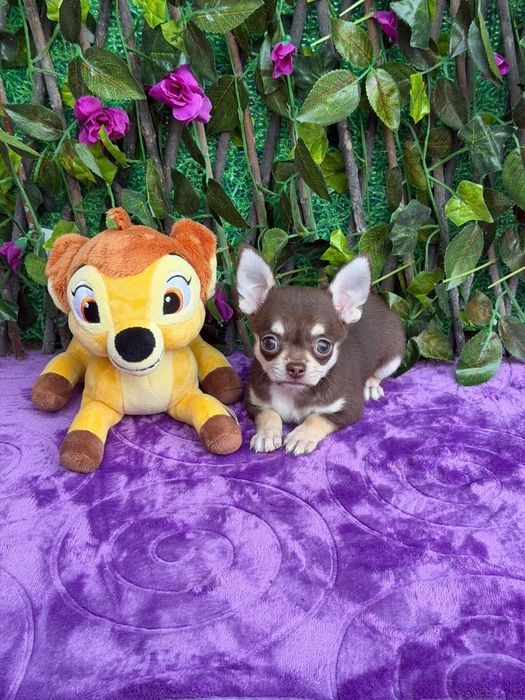 Chihuahua Macho Mini