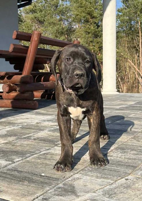 Cane Corso Italiano szczeniaczek