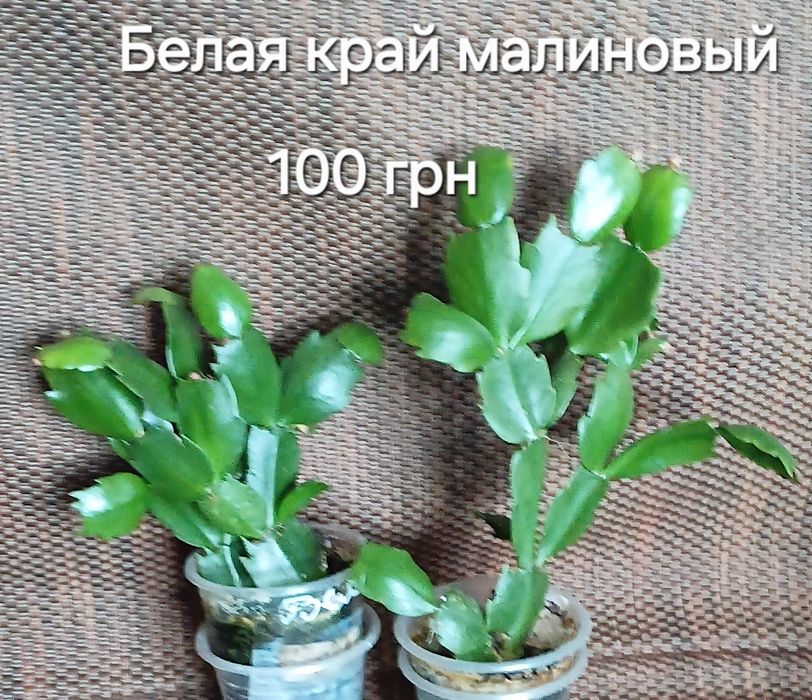 С бутонами.Шлюмбергера,декабрист 8 сортов.