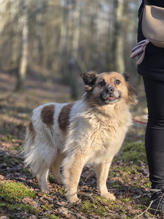 Pokochaj Idzię - spokojną sunię