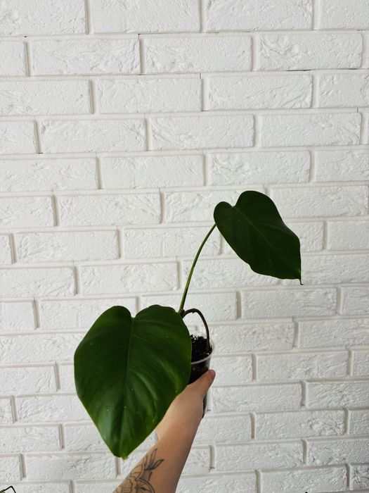 Monstera deliciosa