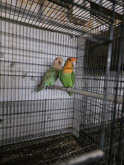 Agapornis Long  Feather