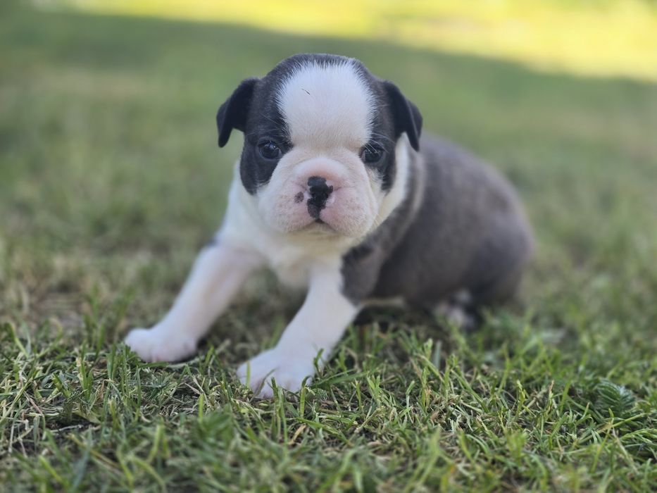 Boston Terrier chłopczyk