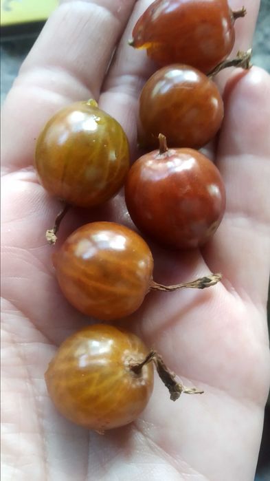 йошта ежевика крупная