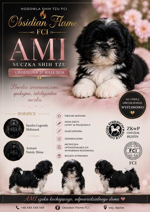Shih-tzu suczka ZKwP FCI