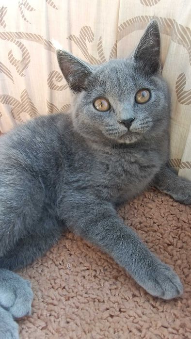 Шотландське кошеня