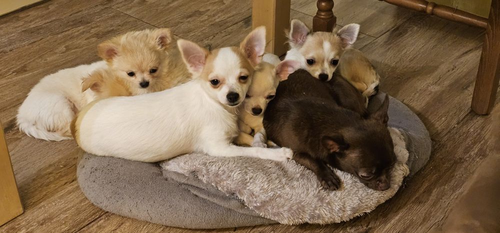 Rysiu gotowy do odbioru chihuahua Łążynek