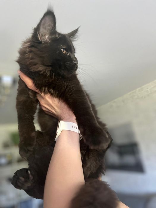 Czarny kocurek Maine Coon
