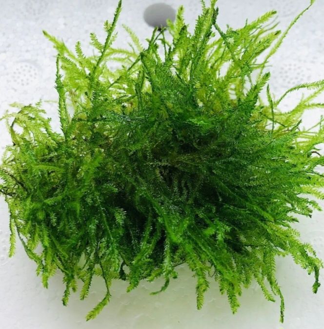 Mech java moss porcja