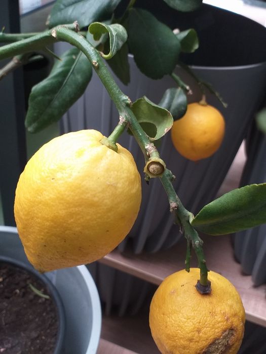 Мандарины, апельсины, лимон гранат, финик