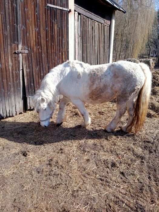 Sprzedam kobyłę siwa