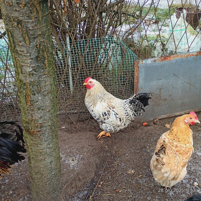 Koguty mieszańce ras