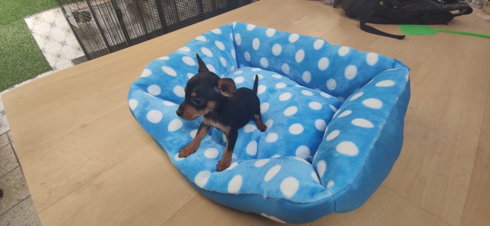 Pinscher pincher miniatura criado em ambiente familiar disponível para
