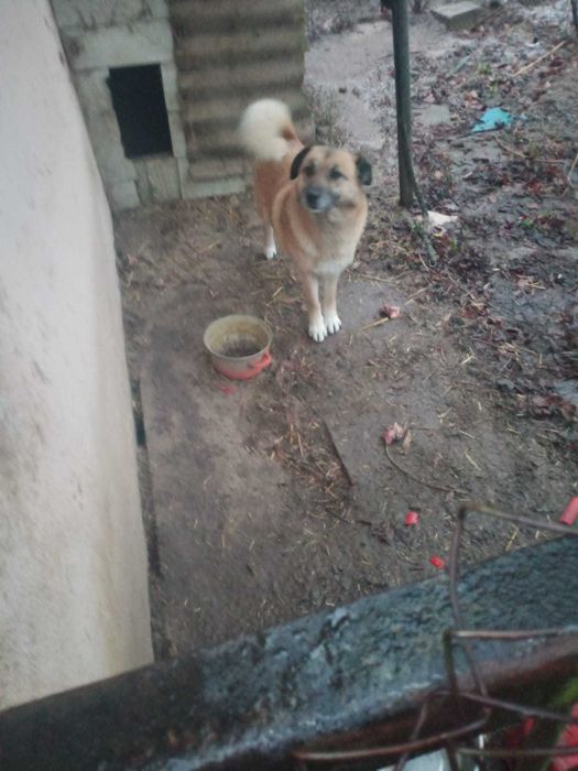 Piesek do adopcji