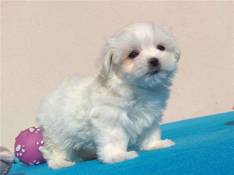Bichon Maltês disponível