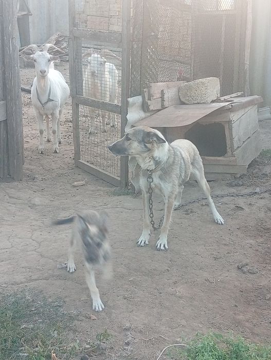 Отдам в добрые руки