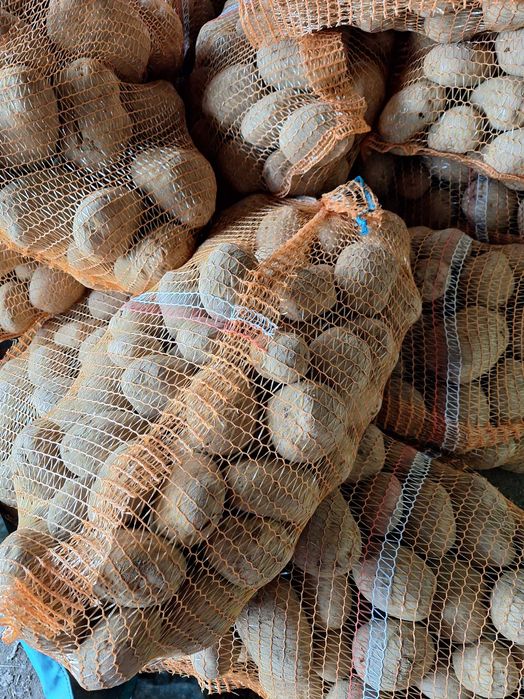 Marchew na oborniku eko