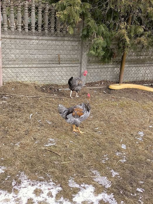 Sprzedam młode koguty z września oraz koguty ayan cemoni