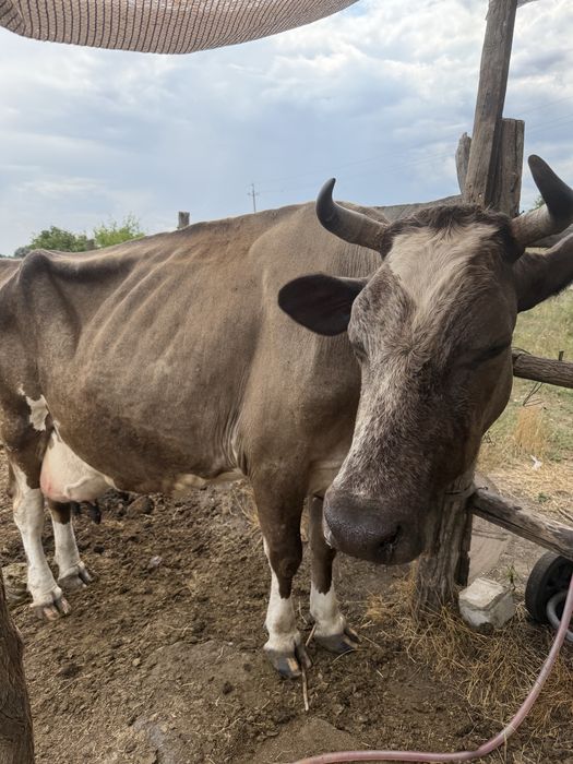 Продам коров, голштын и украинская степовая