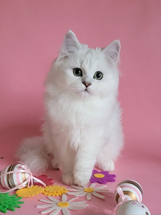 Британська дівчинка срібляста шиншила