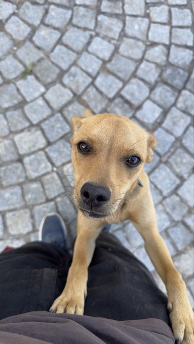 Cadelinha para adoção