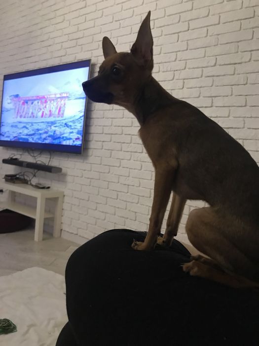 Щенки той терьера