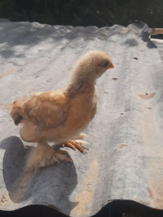 Pintos pekins 1 mês