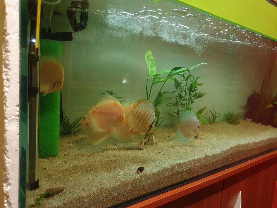 Akwarium Hydroponika Filtr Hydroponiczny