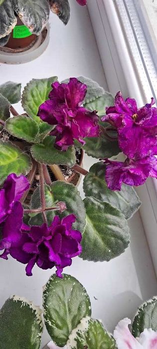 Фіалки квітучі. Листочки