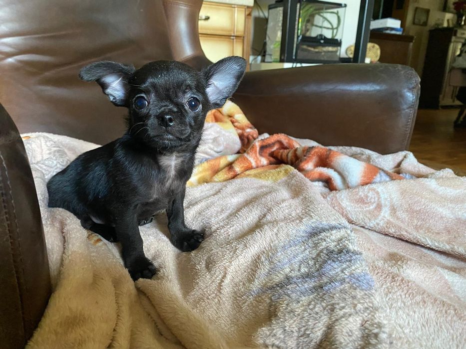 Mini piesek szczeniak , Chihuahua  ,Śląsk
