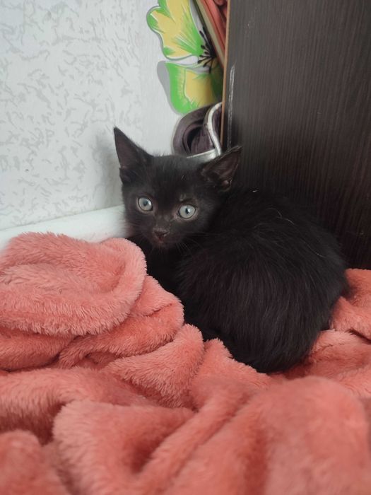 Одам котёнка  в добрые руки