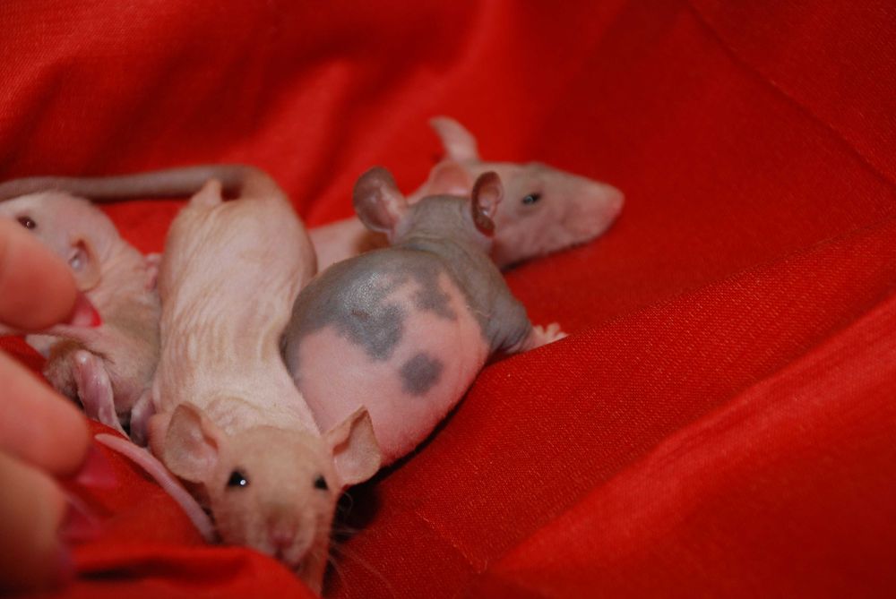 Пацюки сфінкс, лисі криси, щури гіпоалергенні ручні