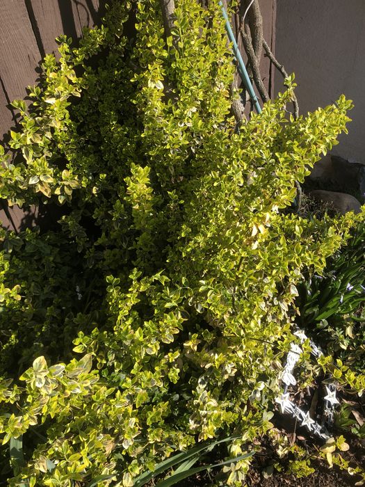 Продам вічнозелений кущик