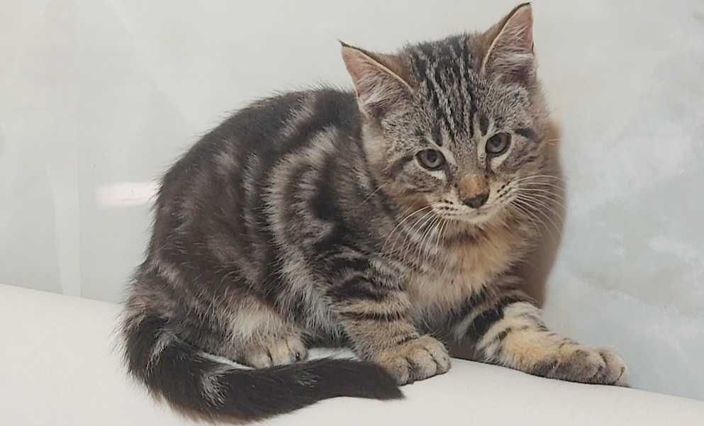 Котёнок 2 месяца чаузи мальчик